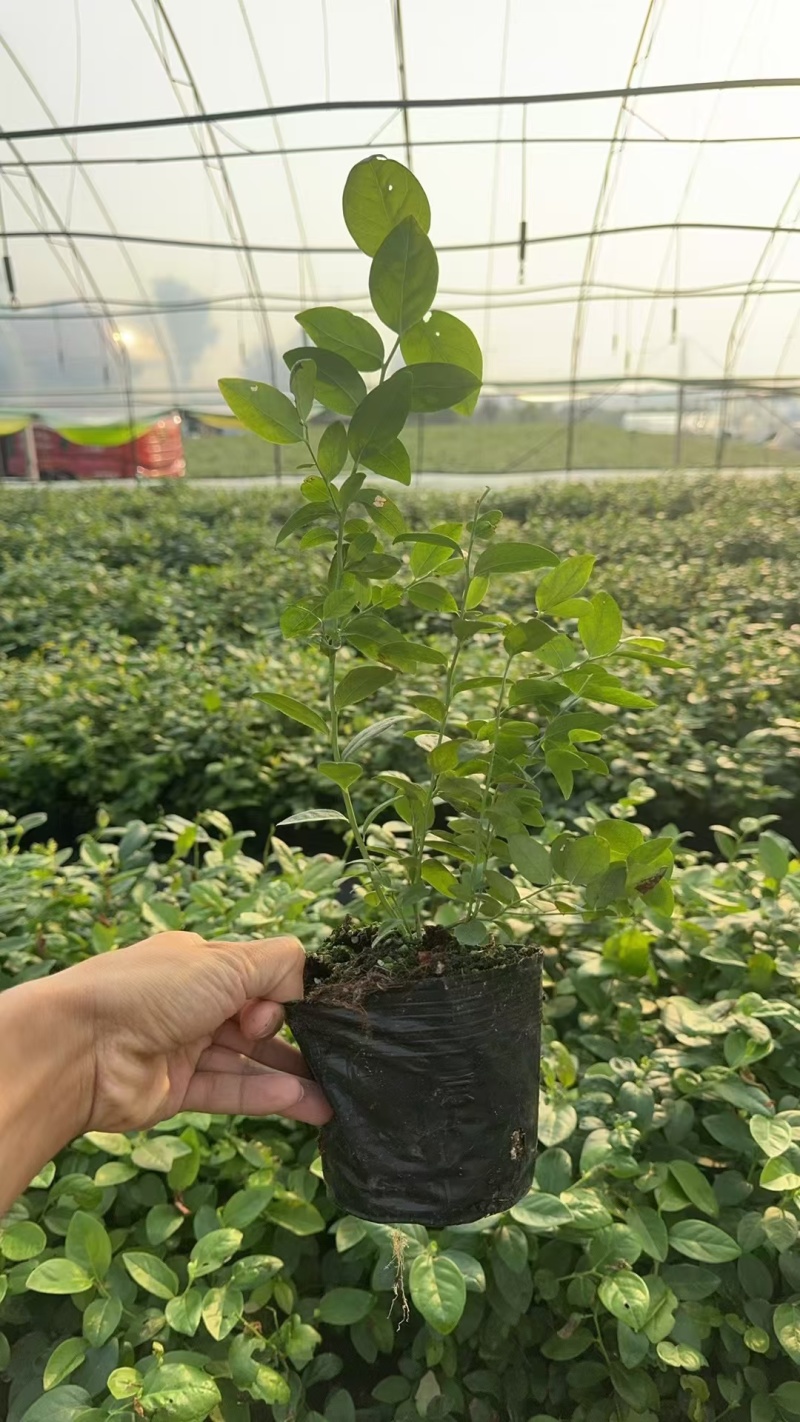 组培蓝莓树苗电商蓝莓苗包品种提供种植技术