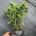 组培蓝莓树苗电商蓝莓苗包品种提供种植技术