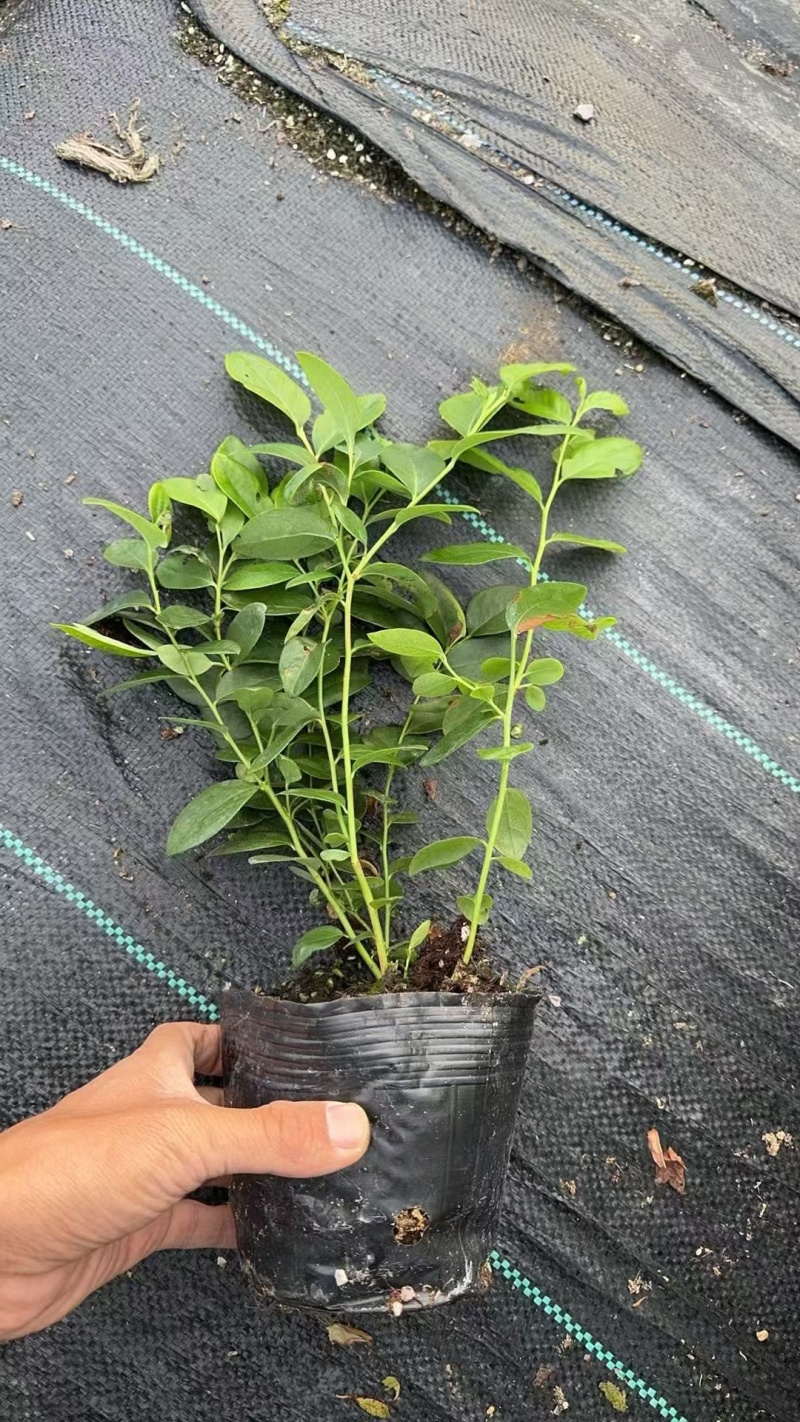 组培蓝莓树苗电商蓝莓苗包品种提供种植技术