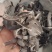 水牛角丝，新货无杂质，产地货源，保质保量，批发各种中药材