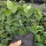 组培蓝莓树苗电商蓝莓苗包品种提供种植技术