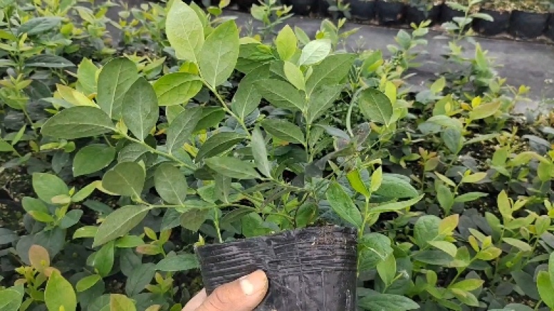 组培蓝莓树苗电商蓝莓苗包品种提供种植技术