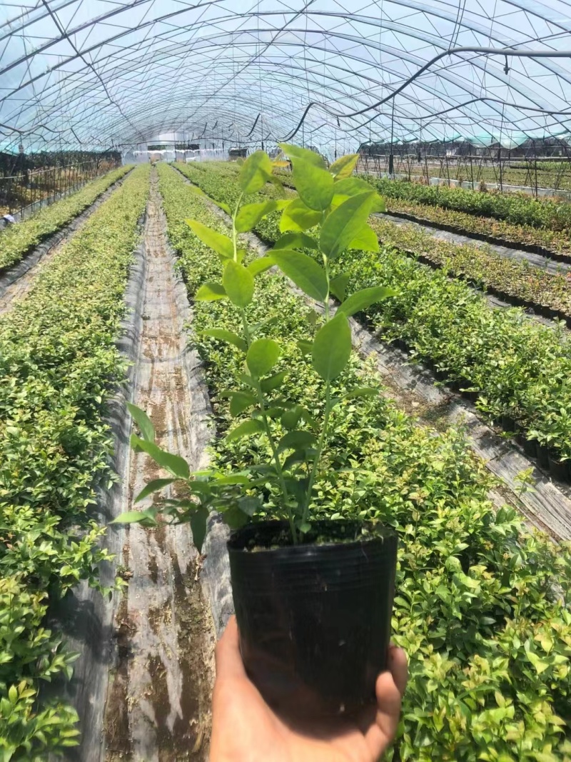 地栽蓝莓苗基地德雷珀蓝莓苗当年种植当年结果缓苗快