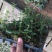 地栽蓝莓苗基地德雷珀蓝莓苗当年种植当年结果缓苗快