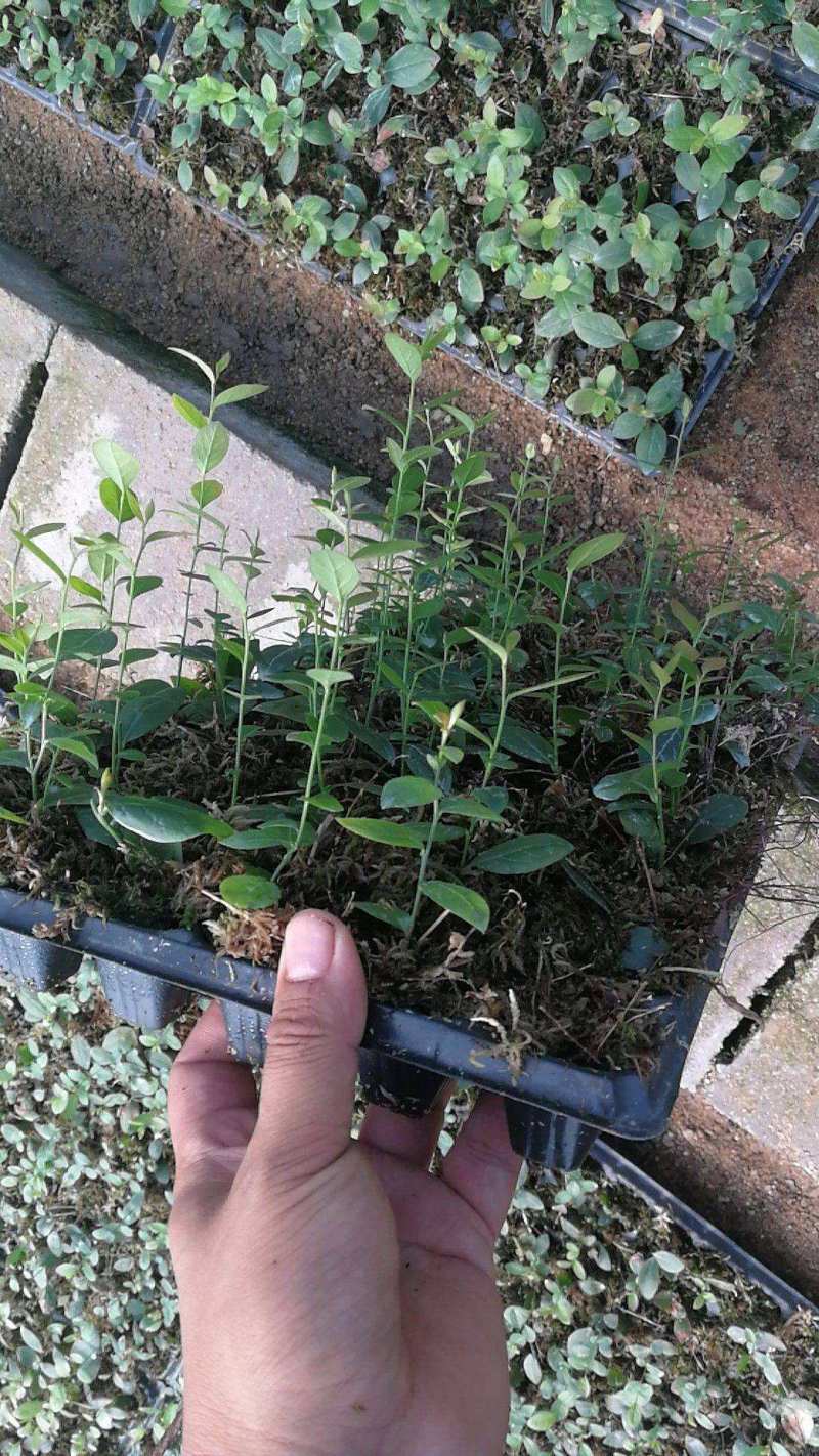 地栽蓝莓苗基地德雷珀蓝莓苗当年种植当年结果缓苗快
