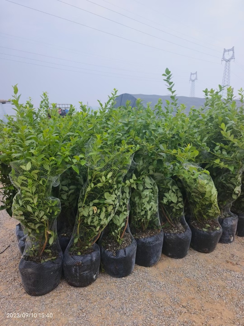 地栽蓝莓苗基地德雷珀蓝莓苗当年种植当年结果缓苗快