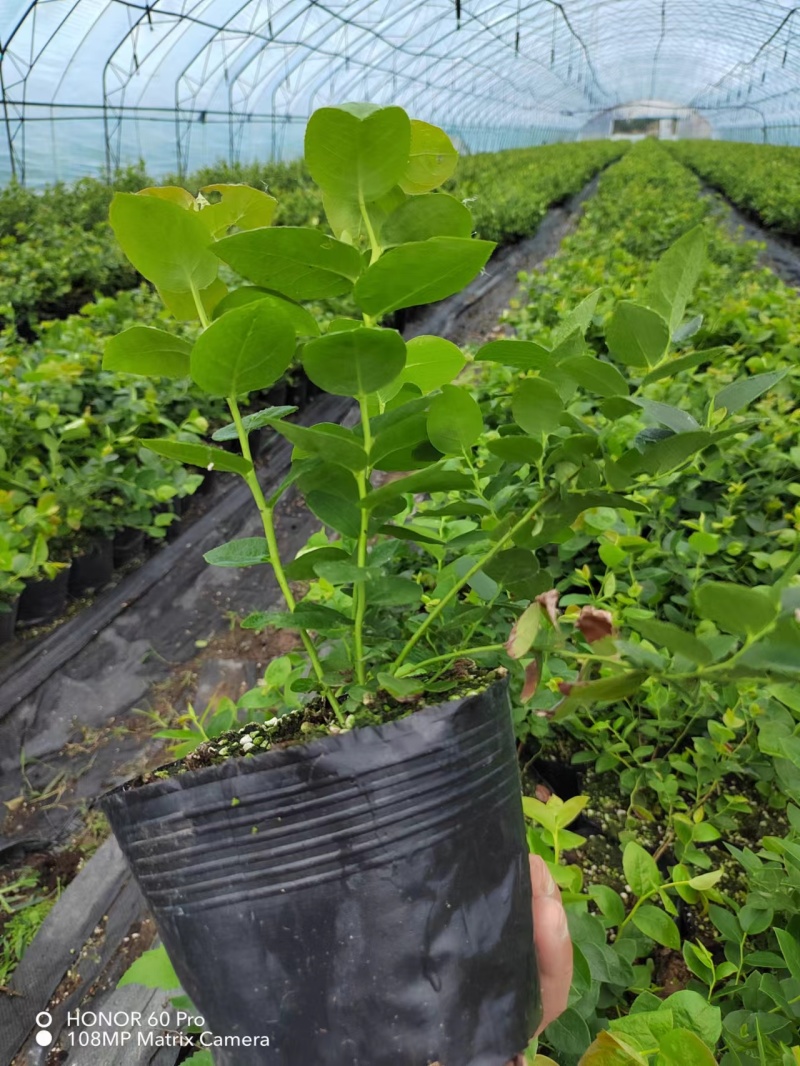 地栽蓝莓苗基地德雷珀蓝莓苗当年种植当年结果缓苗快
