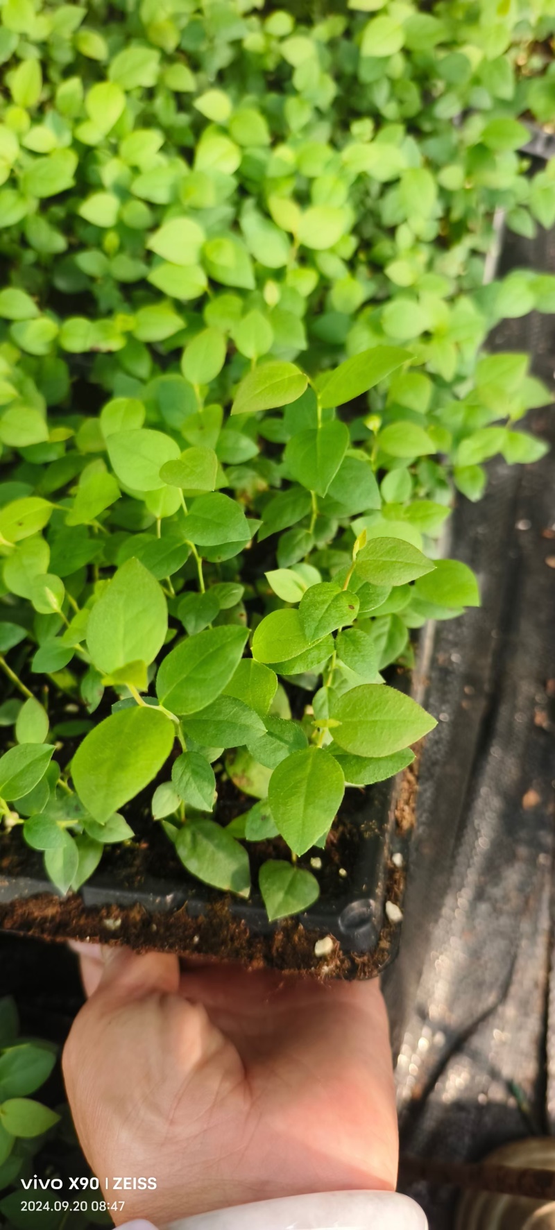 地栽蓝莓苗基地德雷珀蓝莓苗当年种植当年结果缓苗快