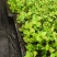 地栽蓝莓苗基地德雷珀蓝莓苗当年种植当年结果缓苗快