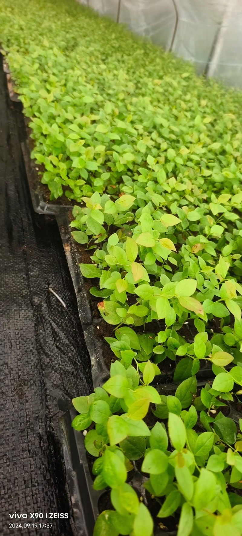 地栽蓝莓苗基地德雷珀蓝莓苗当年种植当年结果缓苗快