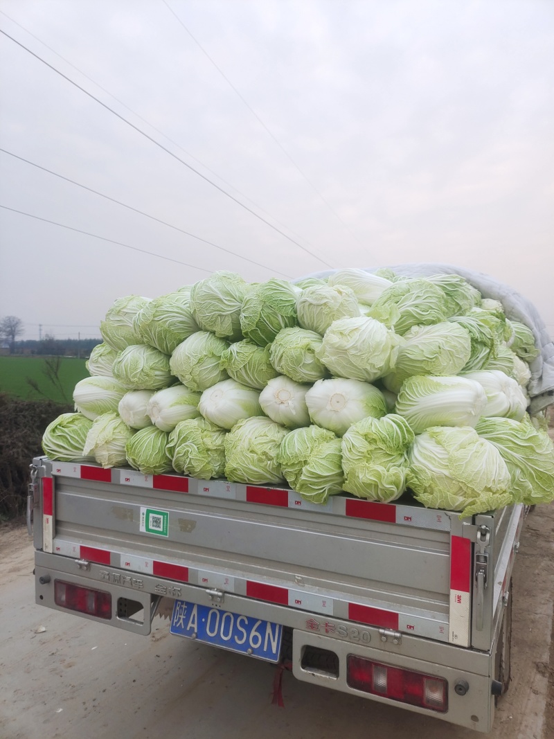 白菜大量出货中，价格已经跌到了谷底，需要的可以大量入手了