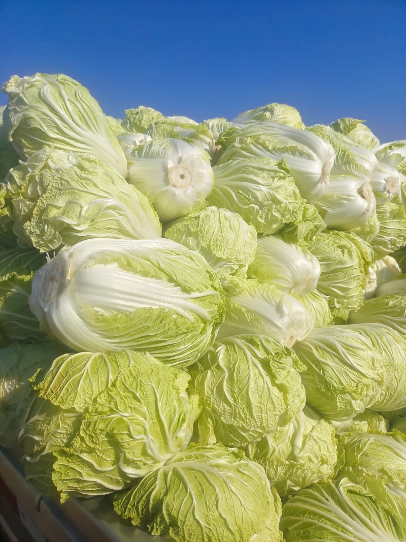 白菜大量出货中，价格已经跌到了谷底，需要的可以大量入手了
