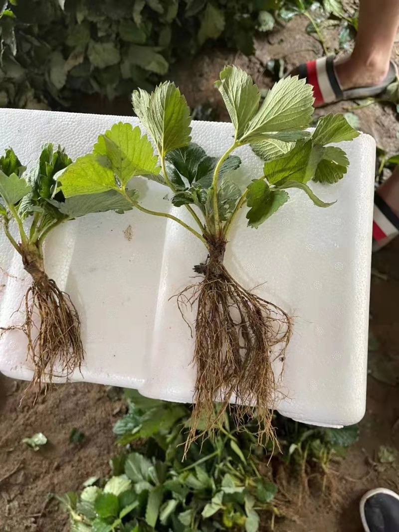 大叶红颜草莓苗种苗包品种包纯度隋珠香野草莓苗基地