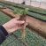 大叶红颜草莓苗种苗包品种包纯度隋珠香野草莓苗基地