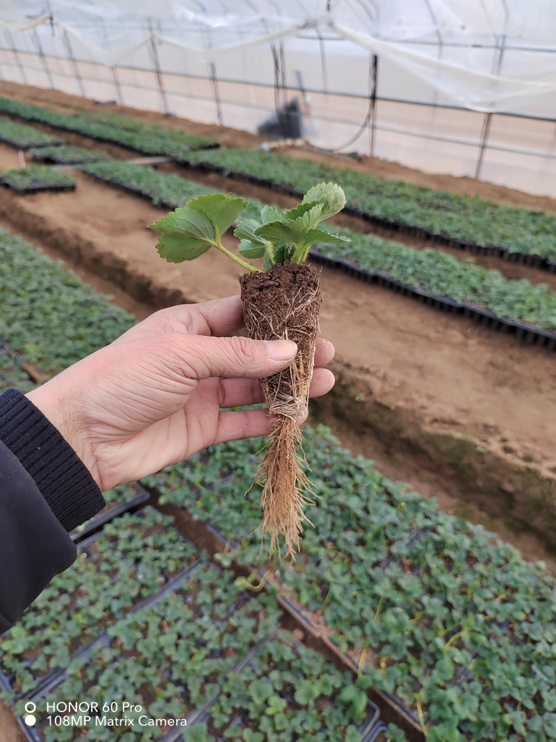 大叶红颜草莓苗种苗包品种包纯度隋珠香野草莓苗基地