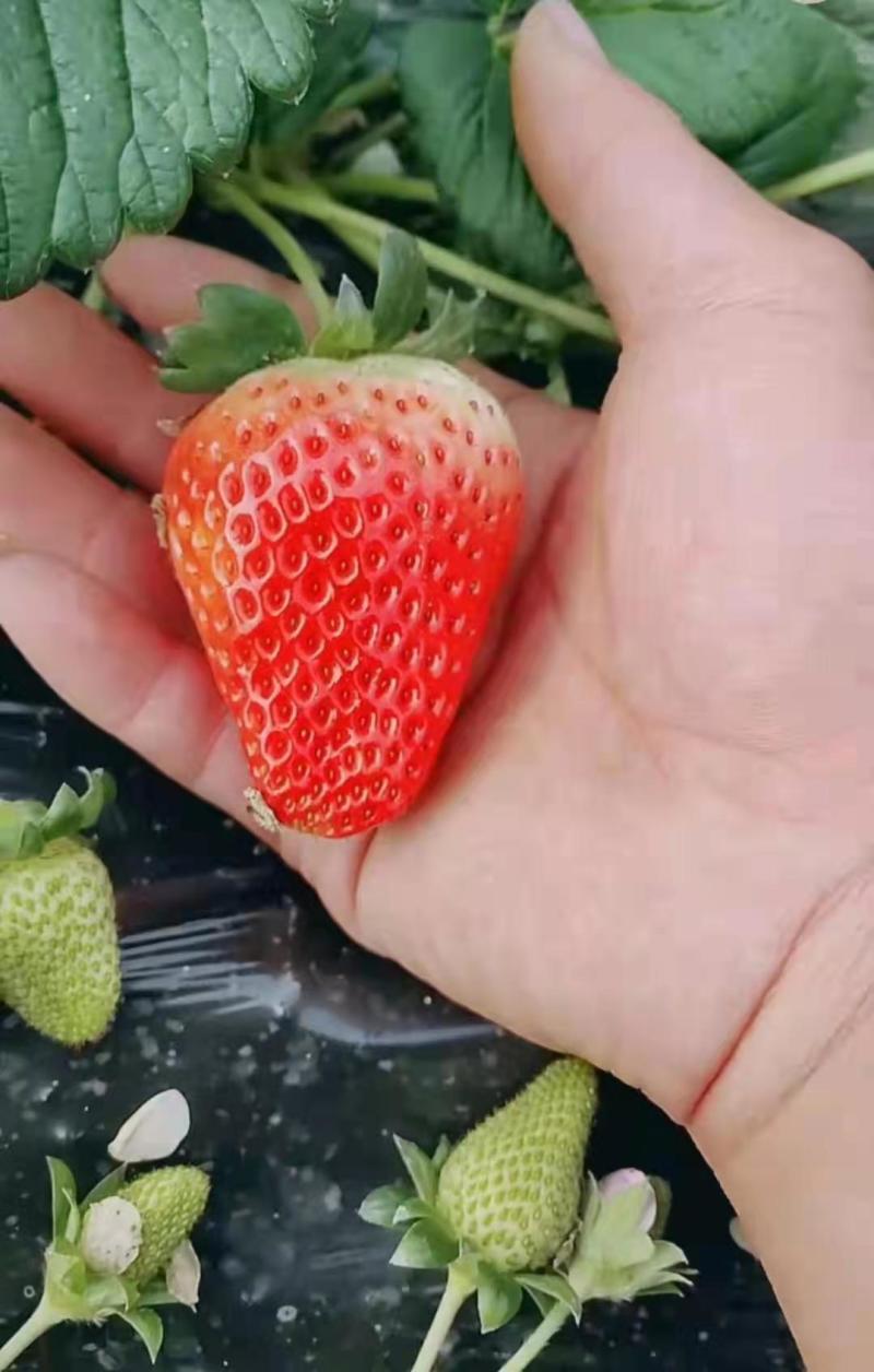 大叶红颜草莓苗种苗包品种包纯度隋珠香野草莓苗基地