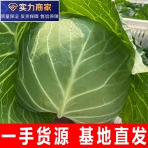 【精选】精品甘蓝圆包菜扁包菜千亩基地直供