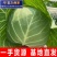 【精选】精品甘蓝圆包菜扁包菜千亩基地直供