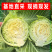 【精选】精品甘蓝圆包菜扁包菜千亩基地直供