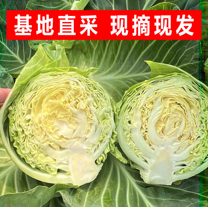 【精选】精品甘蓝圆包菜扁包菜千亩基地直供