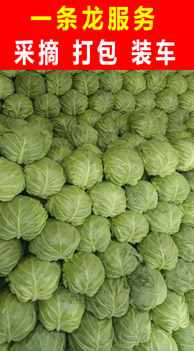 【精选】精品甘蓝圆包菜扁包菜千亩基地直供