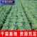 【精选】精品甘蓝圆包菜扁包菜千亩基地直供