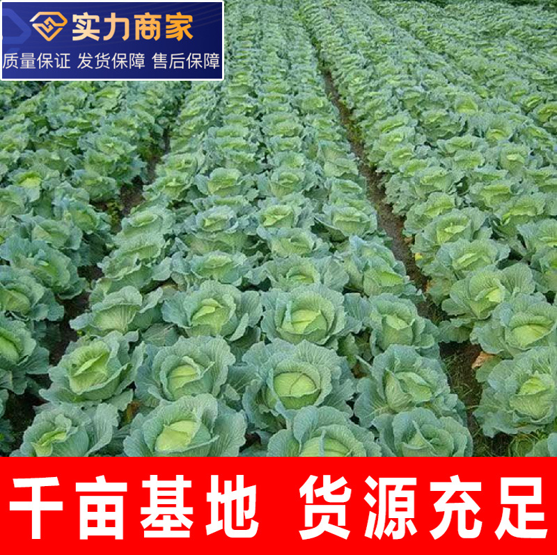 【精选】精品甘蓝圆包菜扁包菜千亩基地直供