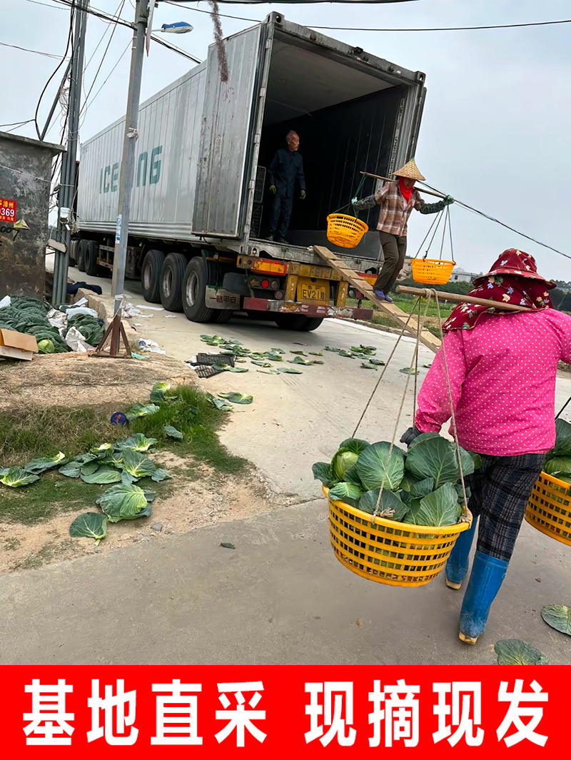 【精选】精品甘蓝圆包菜扁包菜千亩基地直供