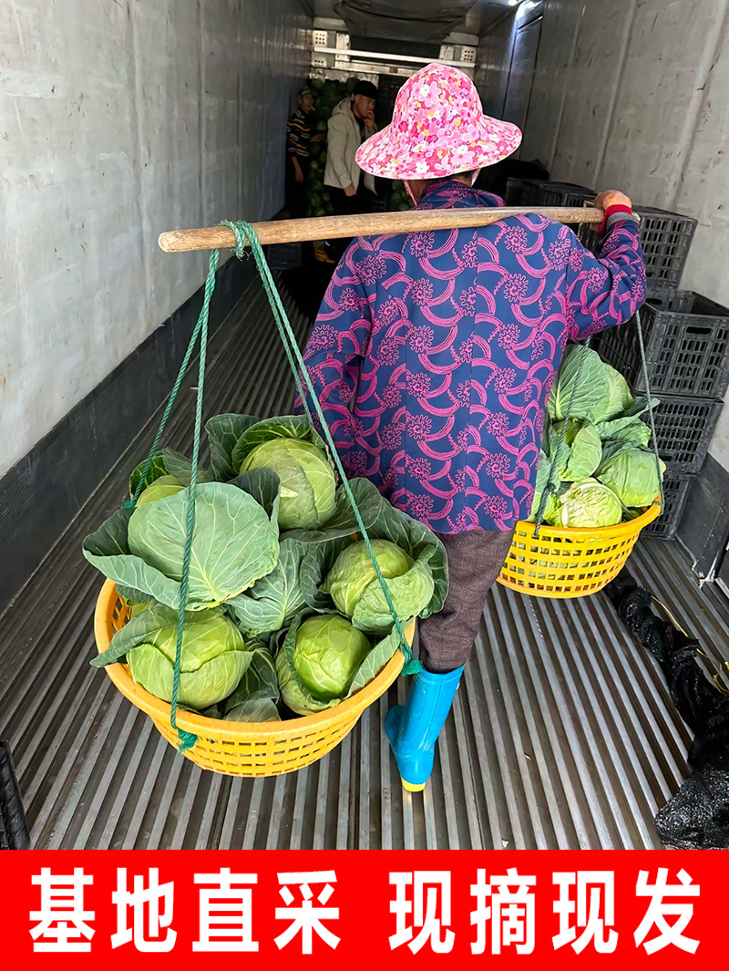 【精选】精品甘蓝圆包菜扁包菜千亩基地直供