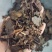 鹿衔草，无硫无杂质，一手货源，保质保量，批发各种中药材欢