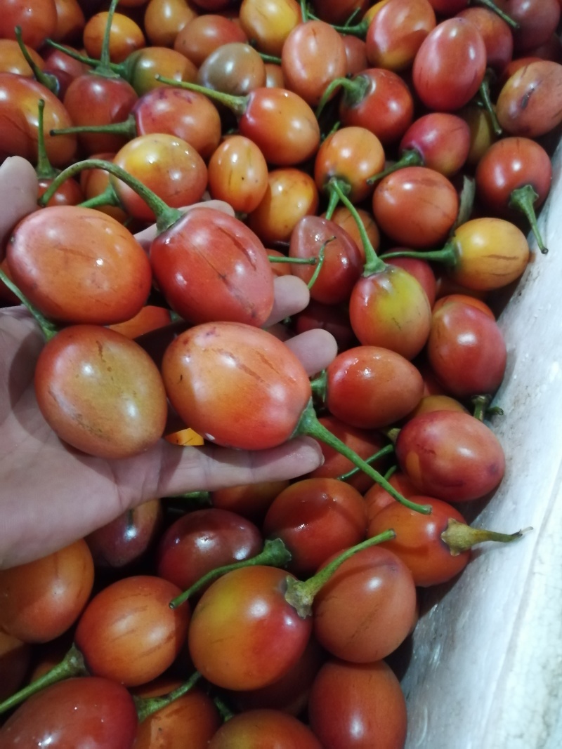 自家果园优质番茄质量上乘量大从优可常年供货，支持全国发货