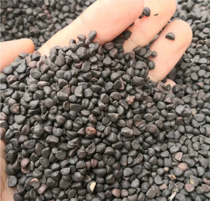 黑丑，牵牛子，新货无杂质，一手货源，本店批发各种中药材