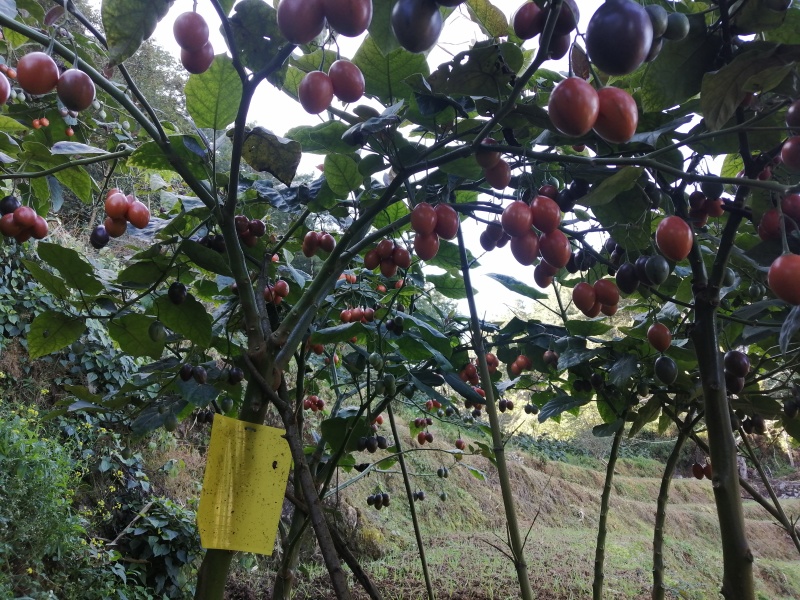 百亩基地自产自销各种规格优质树番茄常年供货欢迎您采购