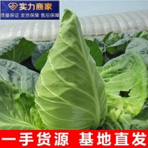 【实力推荐】湖北精品牛心甘蓝牛心包菜牛心头基地直供