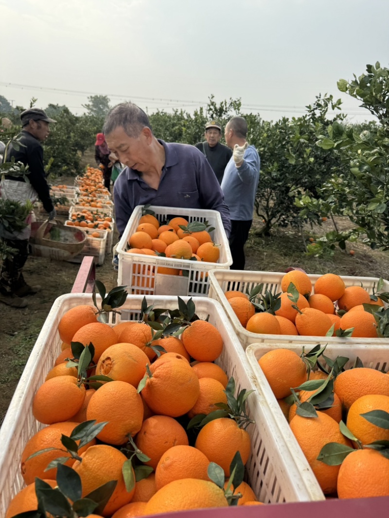 湖北宜昌纽荷尔脐橙纯甜无酸糖度15个