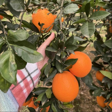 湖北宜昌纽荷尔脐橙自家果园实力供应商超
