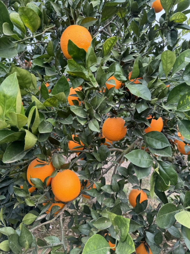 湖北宜昌纽荷尔脐橙自家果园实力供应商超