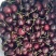 智利原装进口车厘子桑缇娜2合一