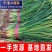【精选】湖北精品蒜苗红根蒜苗红皮蒜苗，基地直供