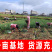 【精选】湖北精品蒜苗红根蒜苗红皮蒜苗，基地直供