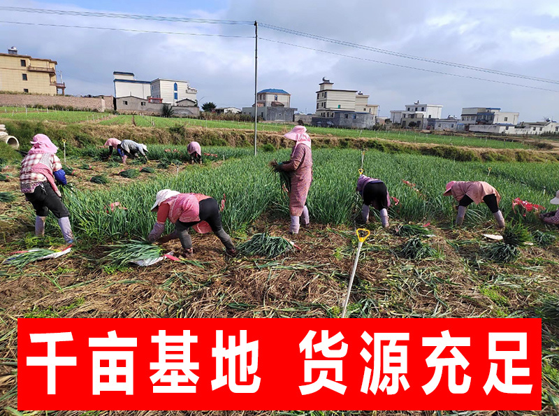 【精选】湖北精品蒜苗红根蒜苗红皮蒜苗，基地直供