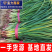 【精选】湖北精品蒜苗红根蒜苗红皮蒜苗，基地直供
