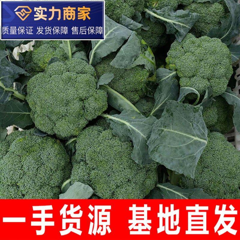 精品西兰花小米粒万亩基地直发，一手货源