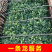 精品西兰花小米粒万亩基地直发，一手货源
