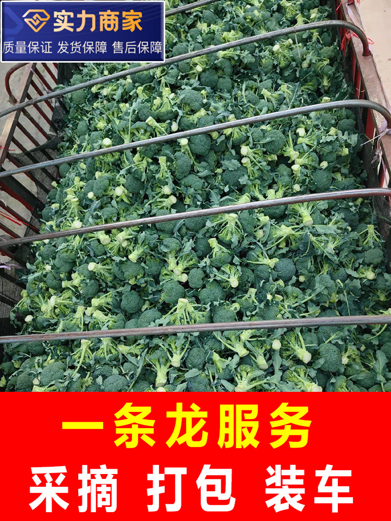精品西兰花小米粒万亩基地直发，一手货源
