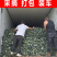 精品西兰花小米粒万亩基地直发，一手货源