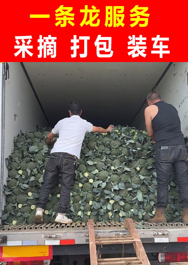 精品西兰花小米粒万亩基地直发，一手货源
