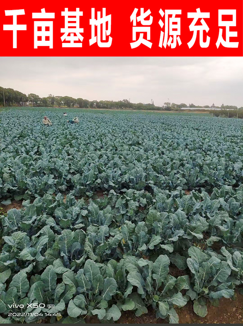 精品西兰花小米粒万亩基地直发，一手货源