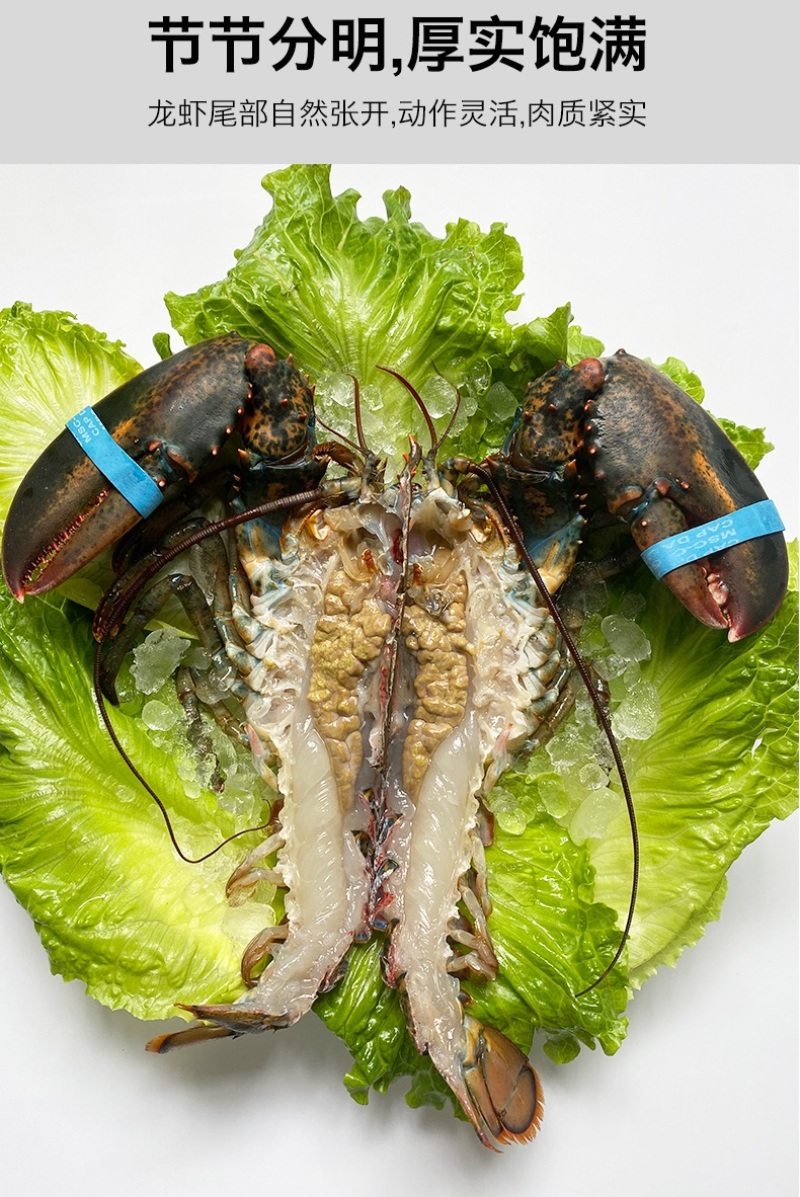 美洲鳌龙虾波士顿龙虾加拿大龙虾
