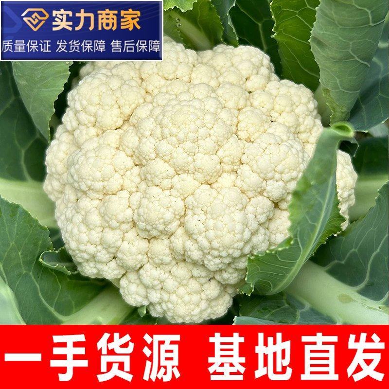 【精选】花菜青梗白面散花菜松花菜千亩基地直发